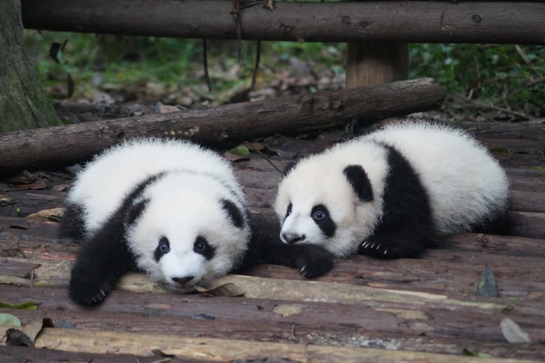 Base de Pesquisa de Reprodução de Panda-Gigante