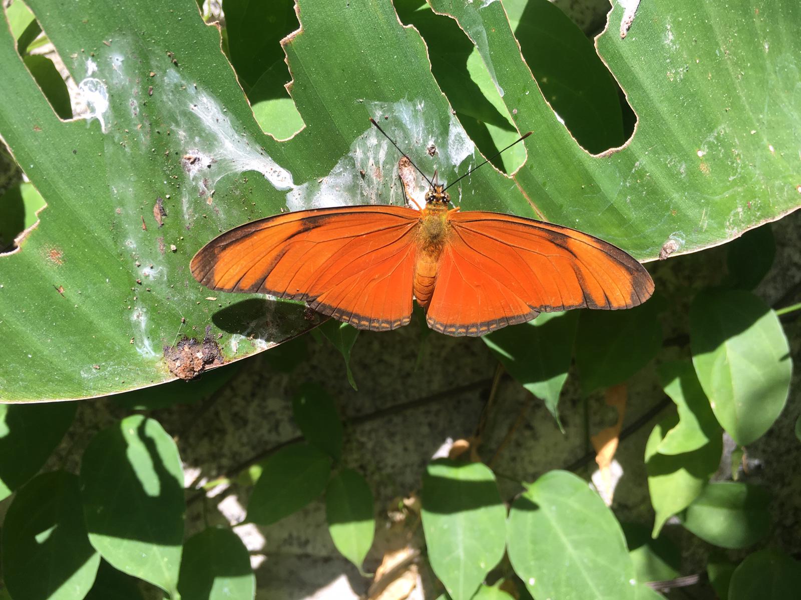 Monteverde Butterfly Gardens