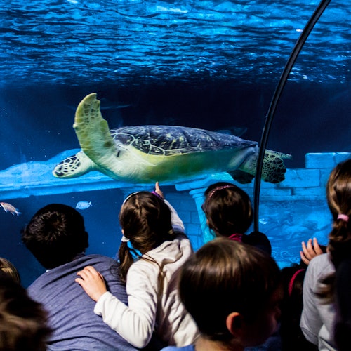 SEA LIFE Oporto