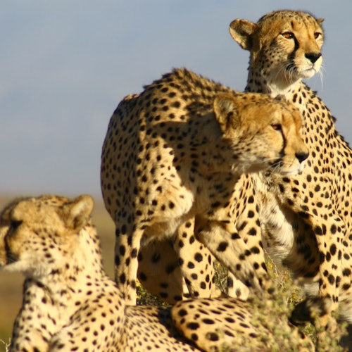 Day safaris from Cape Town