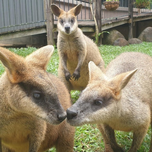 Kuranda Koala Gardens