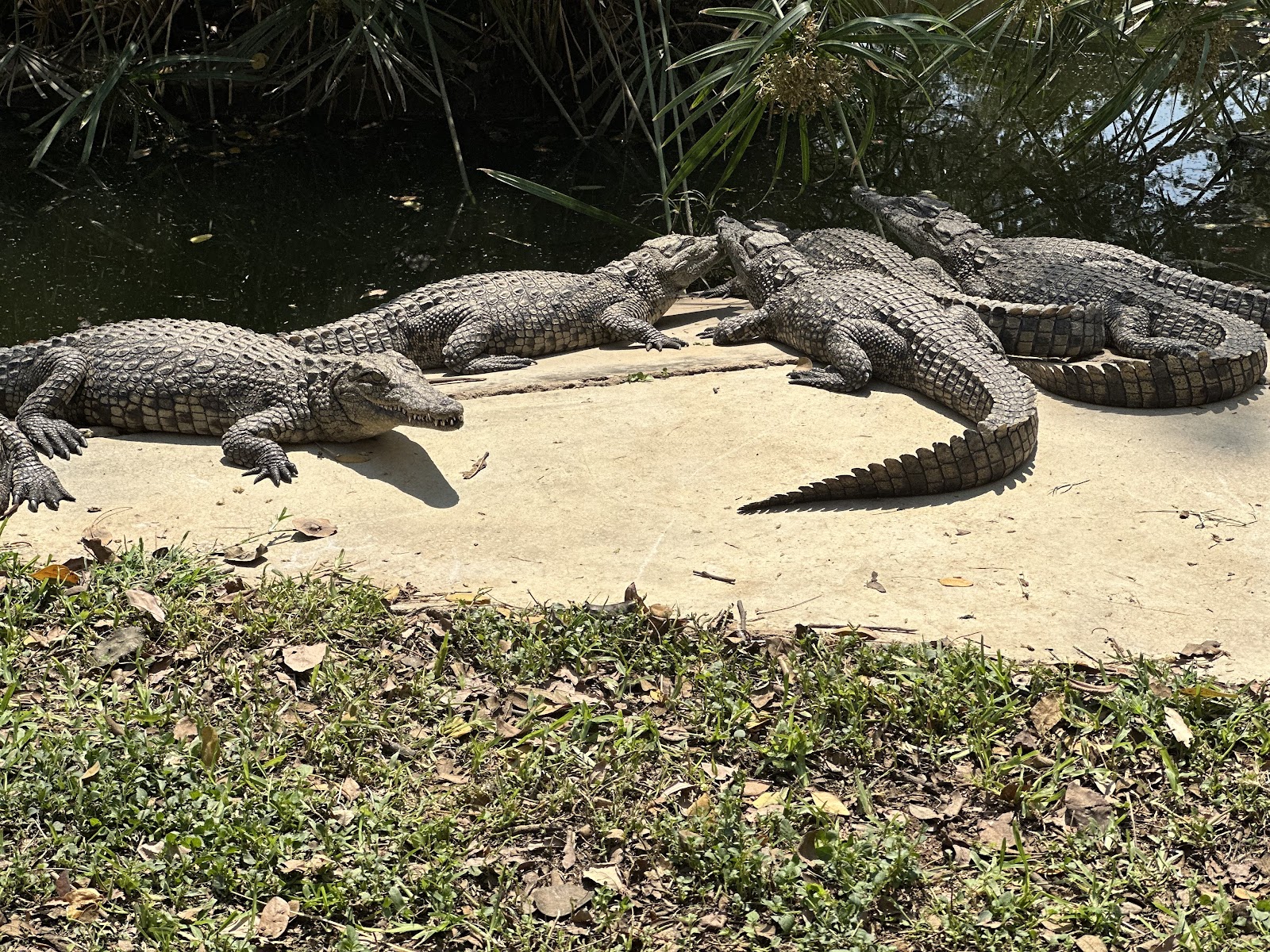 Kalimba Reptile Park