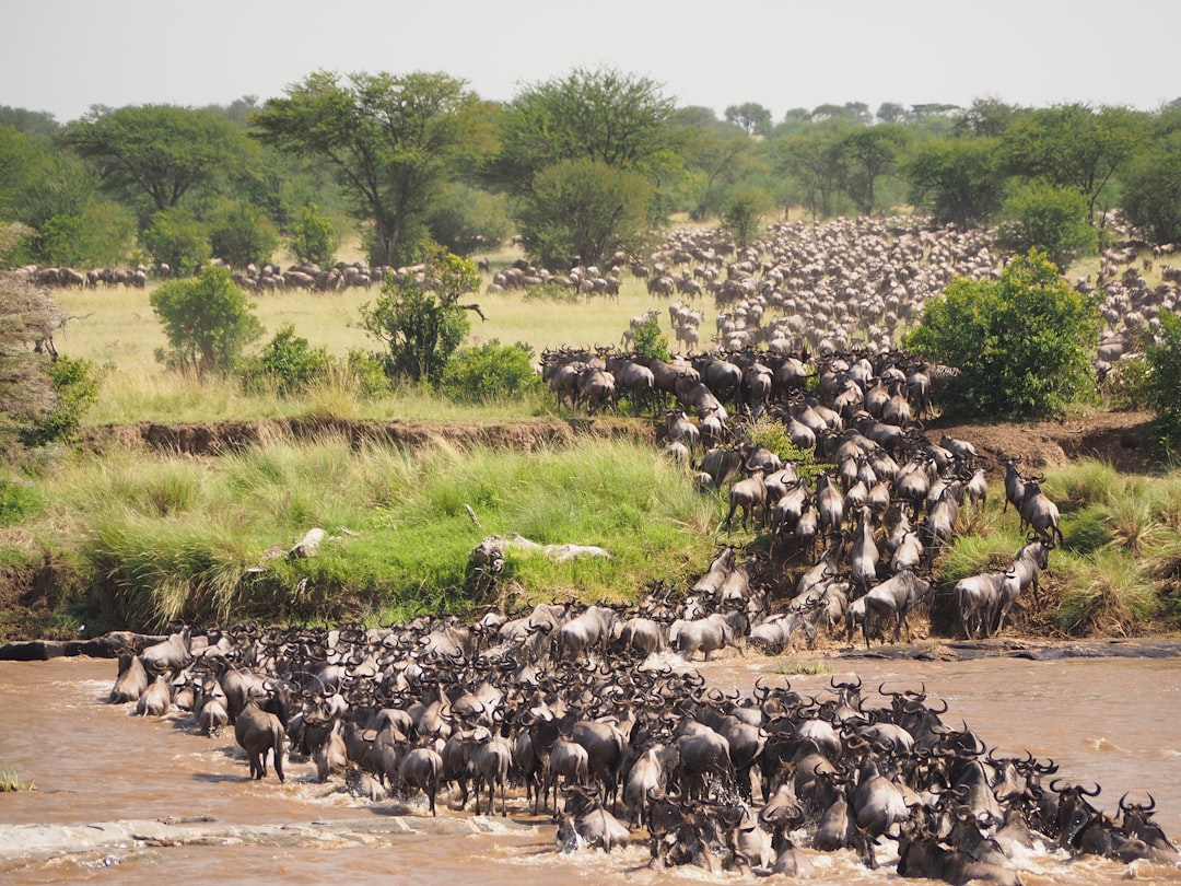 Massai Mara