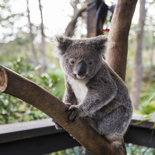 Zoológico WILD LIFE Sydney