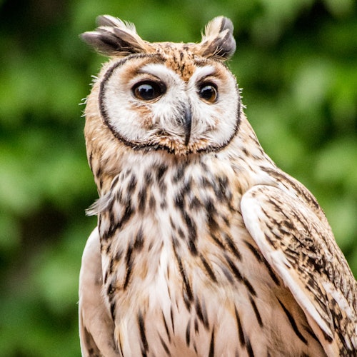 Zoológico de Temaikèn