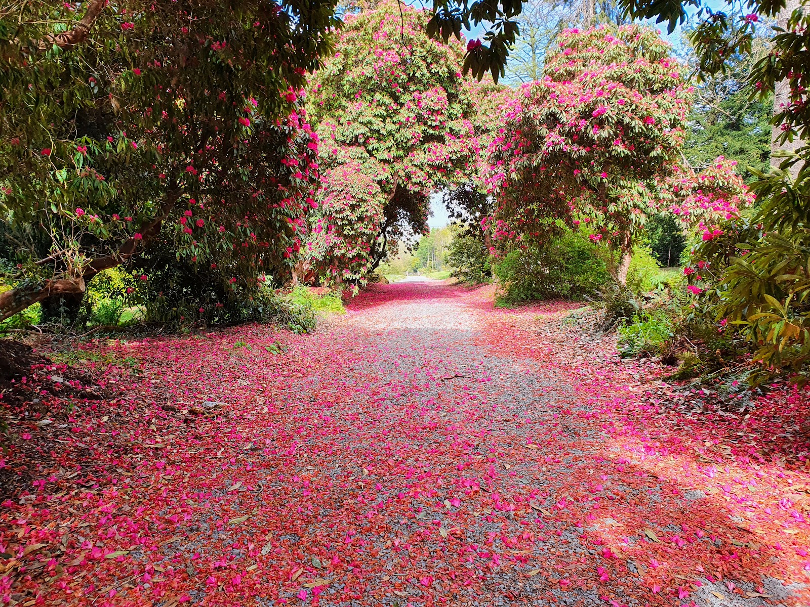 National Botanic Gardens, Kilmacurragh