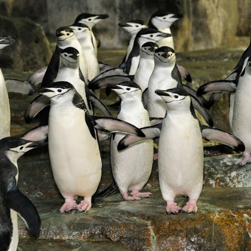 Central Park Zoo