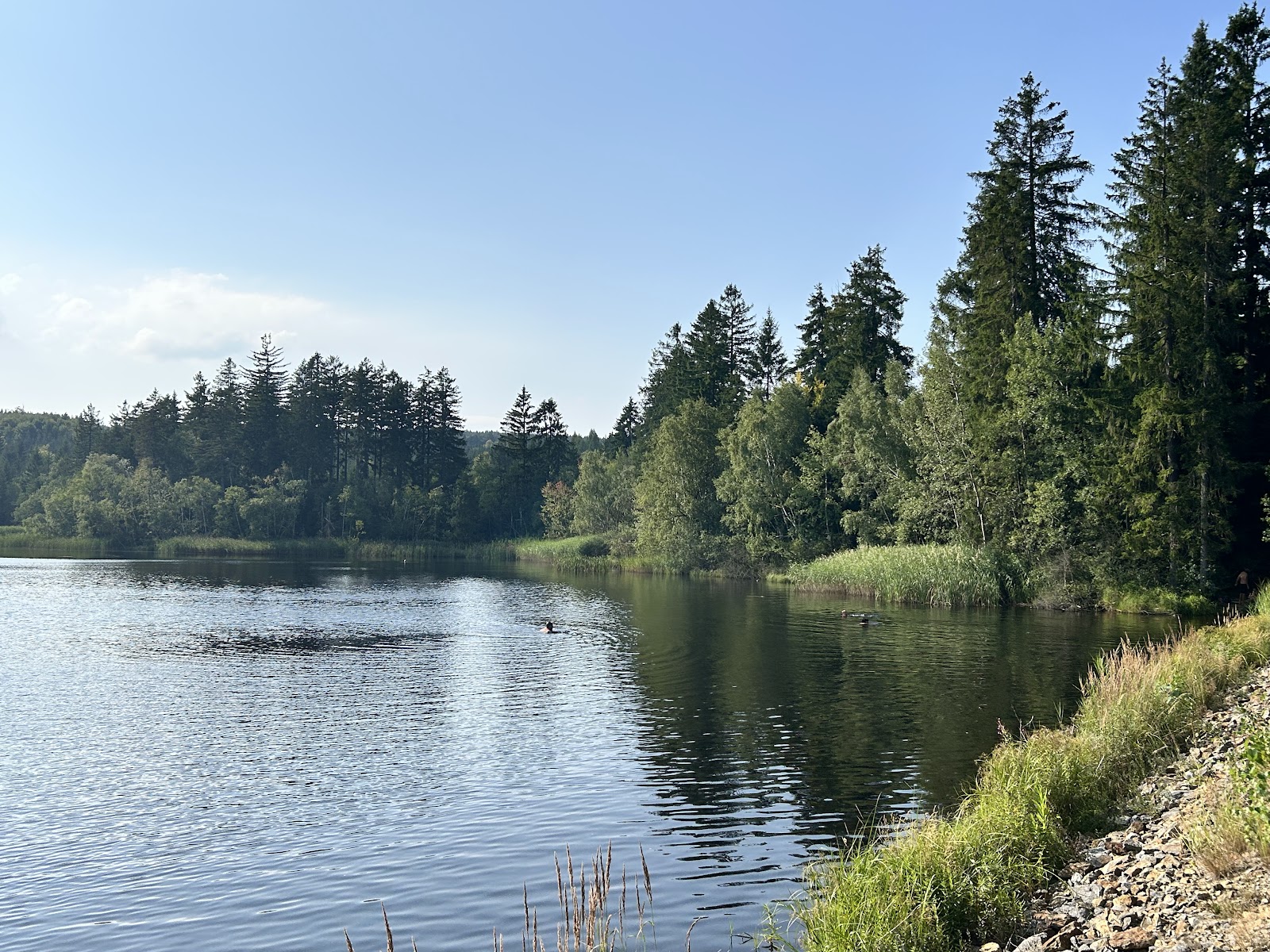 Parezitý large pond