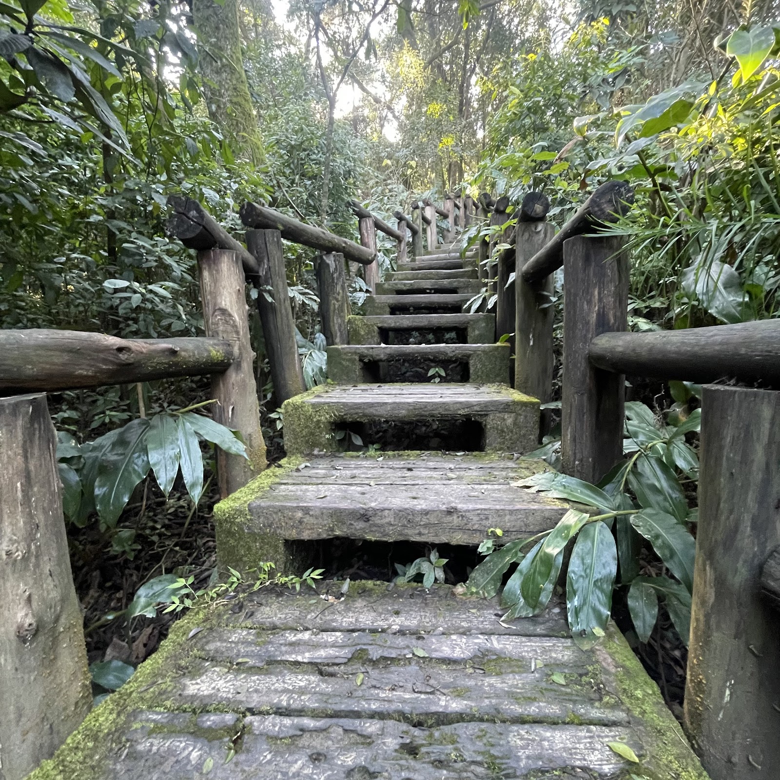 Horco Molle Botanical Garden