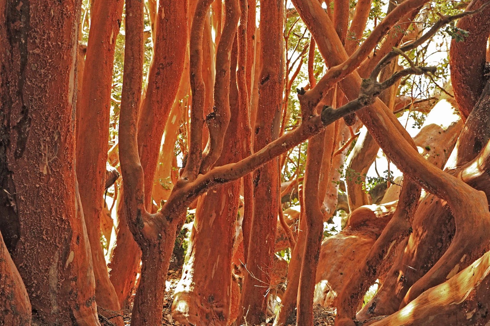 Victoria Island and the Arrayanes Forest