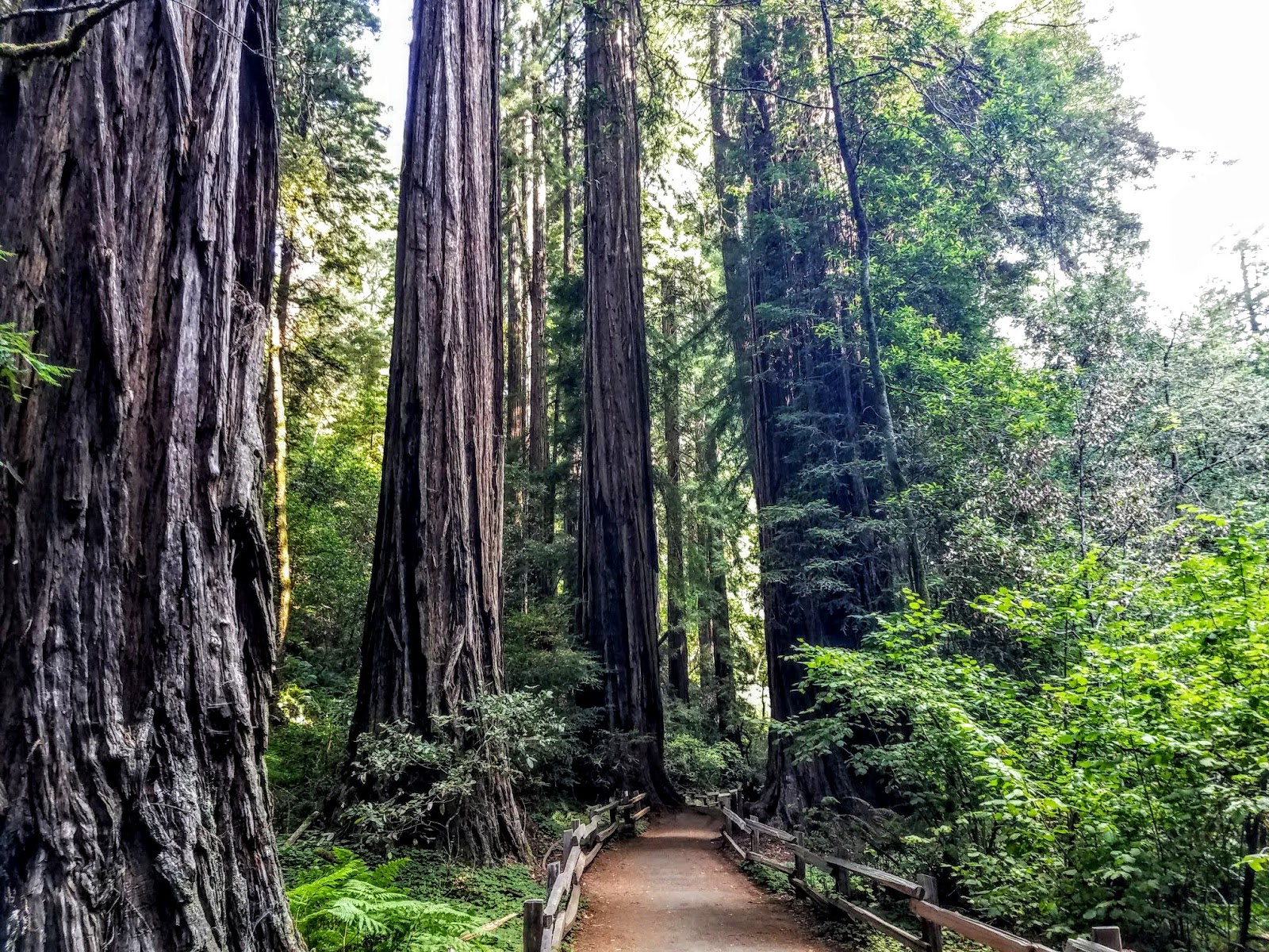 Muir Woods