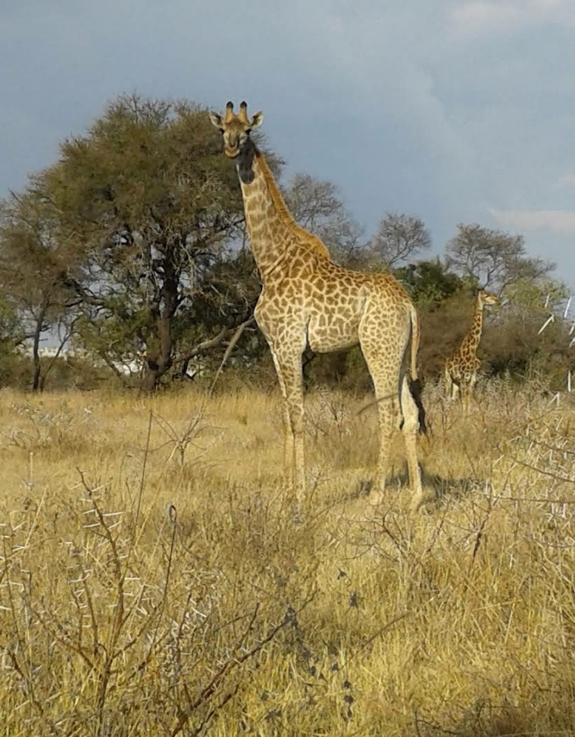Polokwane Nature Reserve