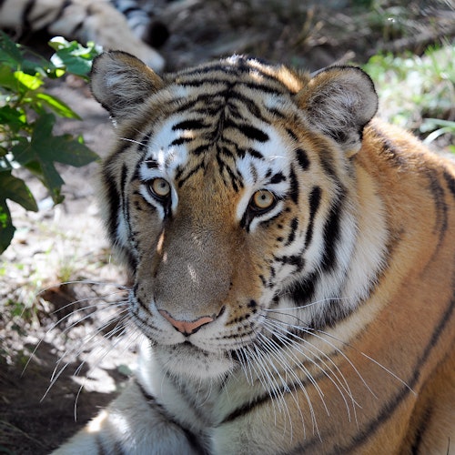 Bronx Zoo