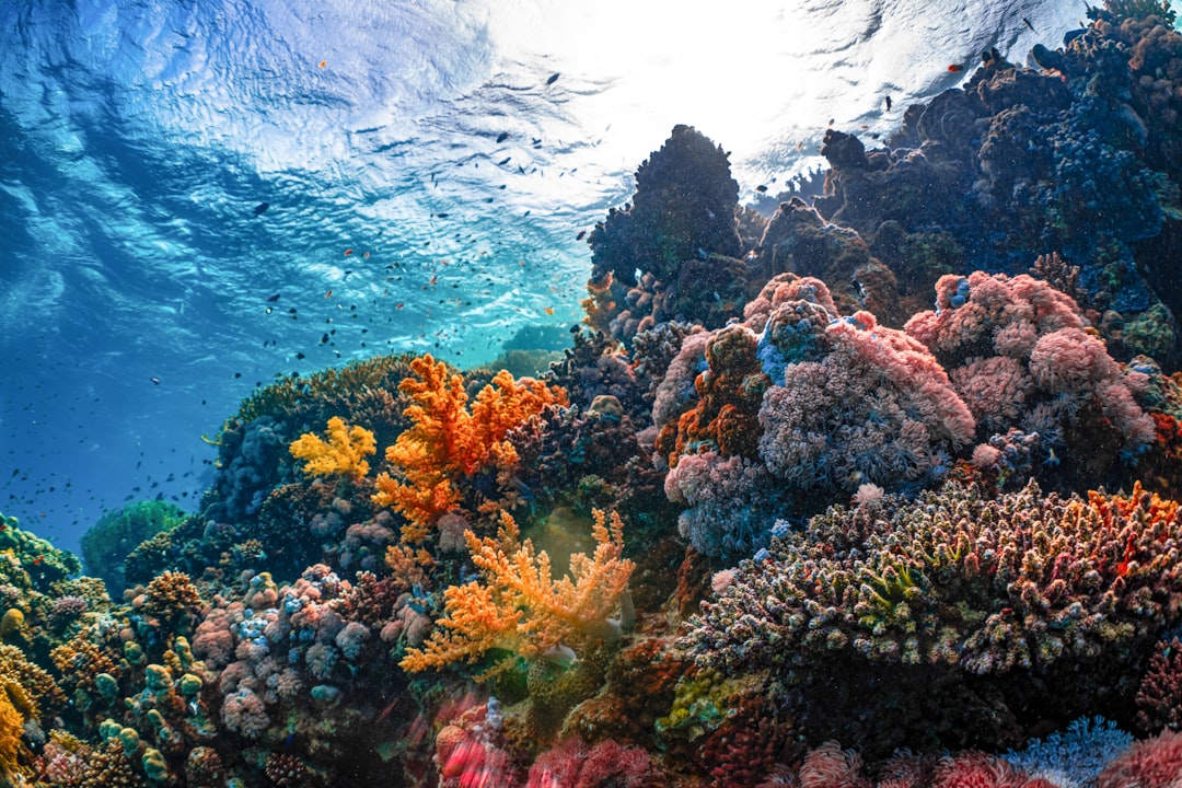 Mesoamerican Reef (Roatán)