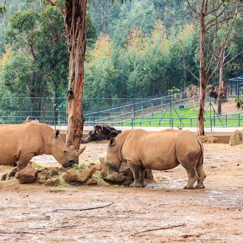 Santo Inácio Zoo
