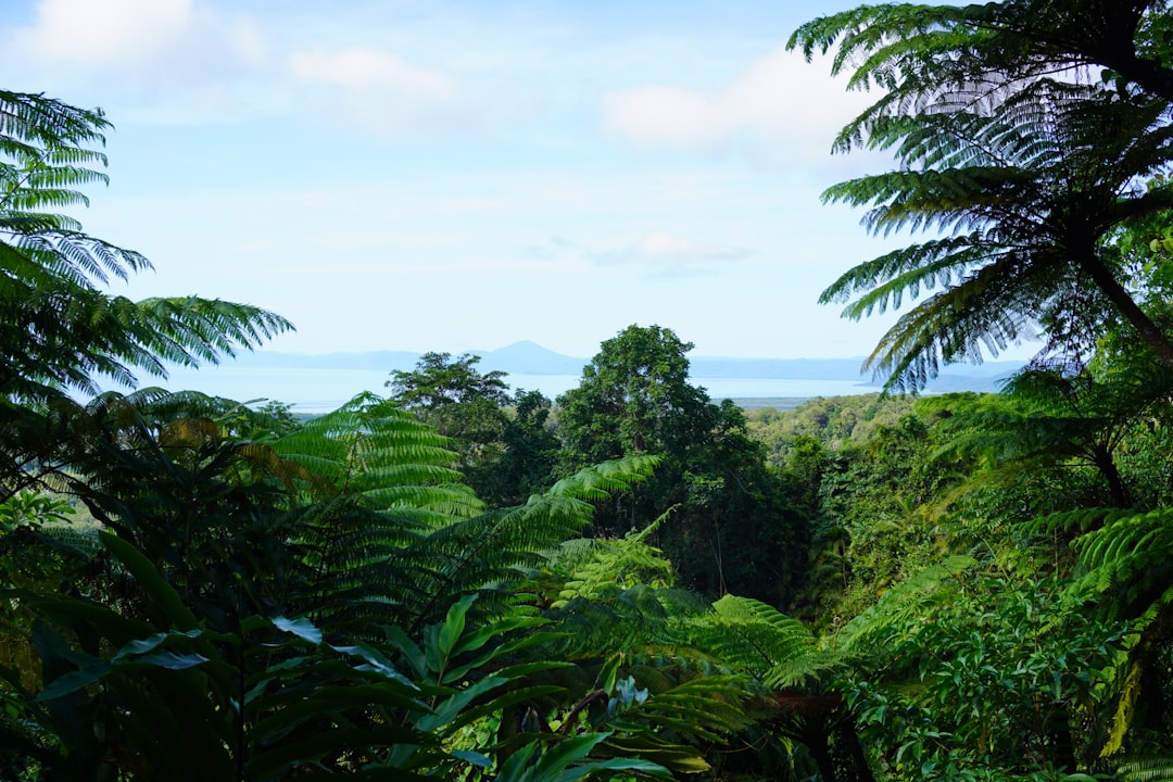 Daintree-Regenwald