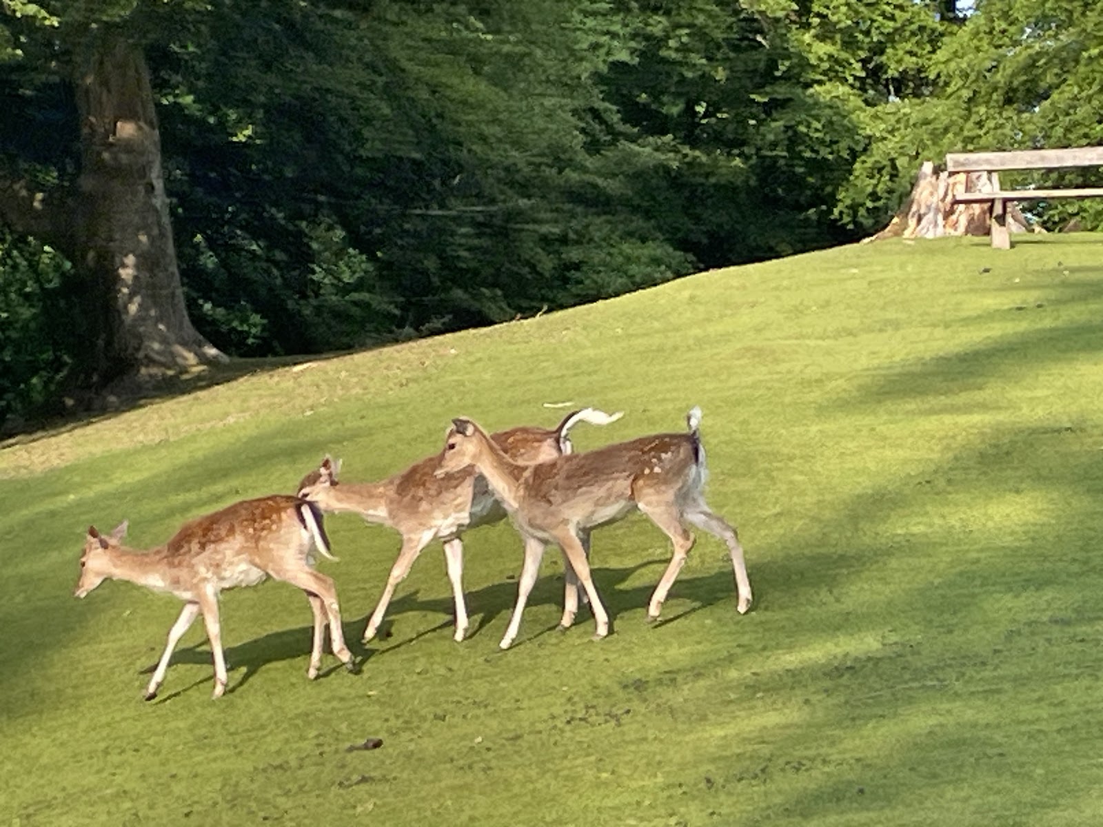 Marselisborg Deer Park