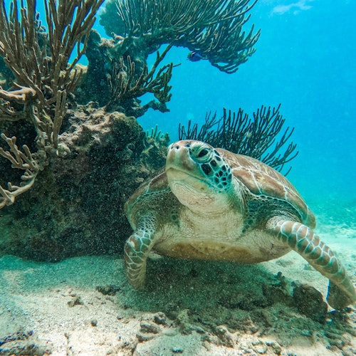 Snorkel en Tulum