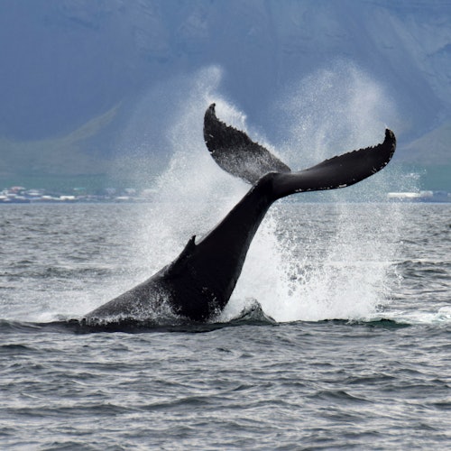 Observación de la fauna en Reikiavik