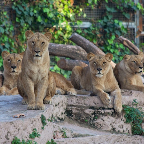 Zoo Barcelona