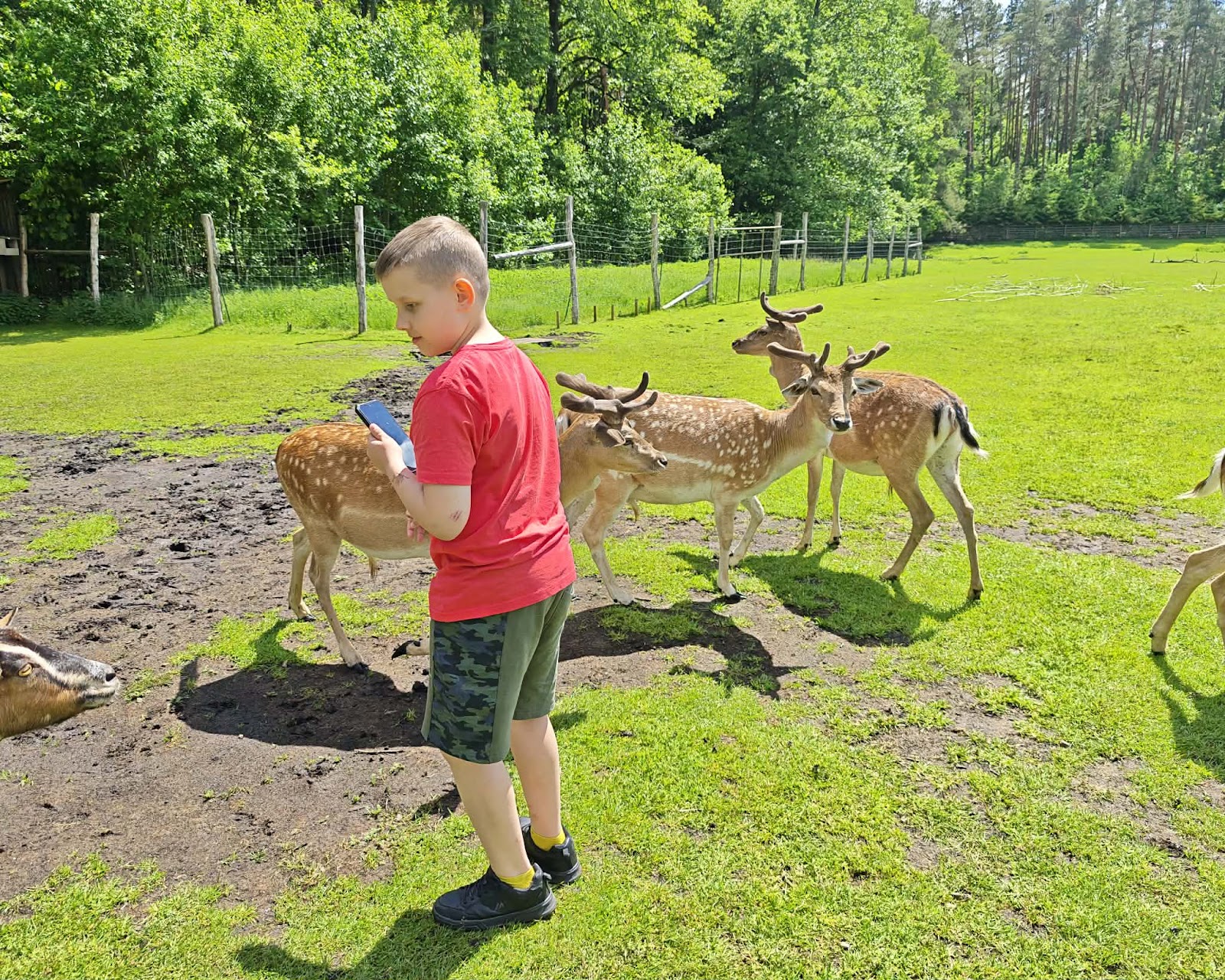 Park Dzikich Zwierzat