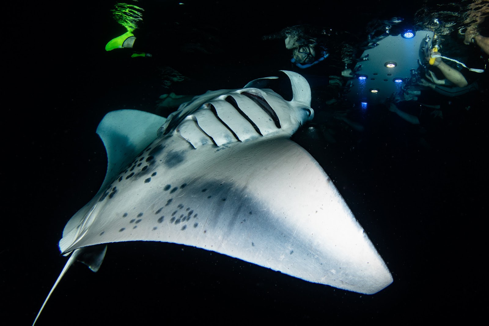 Nachtschnorcheln mit Mantarochen in Kailua-Kona
