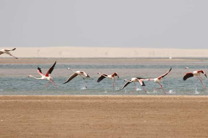 Banc-d'Arguin-Nationalpark