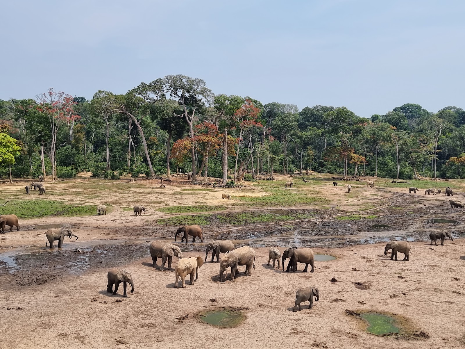 Dzanga-Sangha Special Reserve