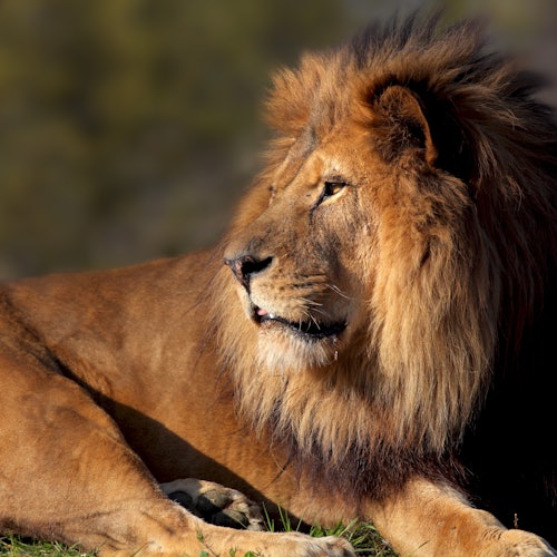 Paris Zoological Park