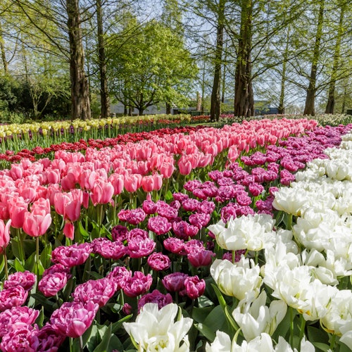 Excursión de un día a Keukenhof