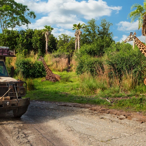 Animal Kingdom