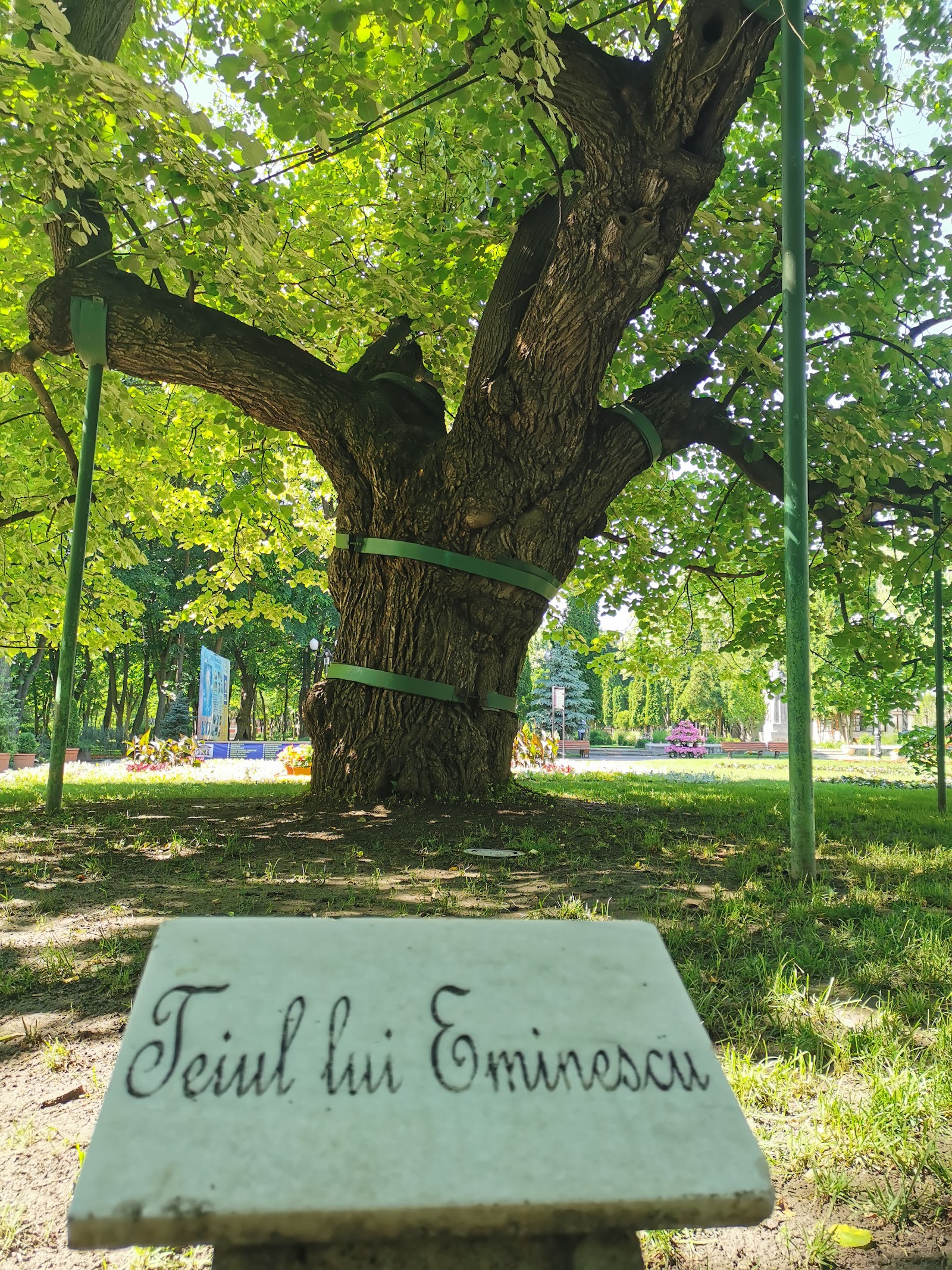 Eminescu's Linden Tree