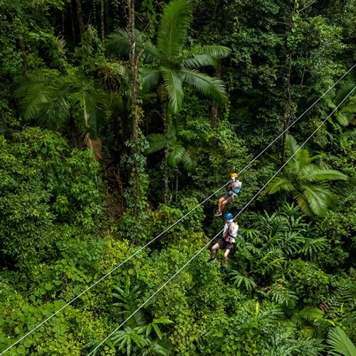 Aventura nas copas das árvores em Cape Tribulation