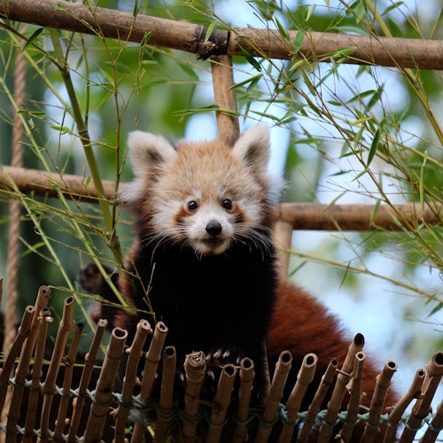 Jardim Zoológico de Lisboa