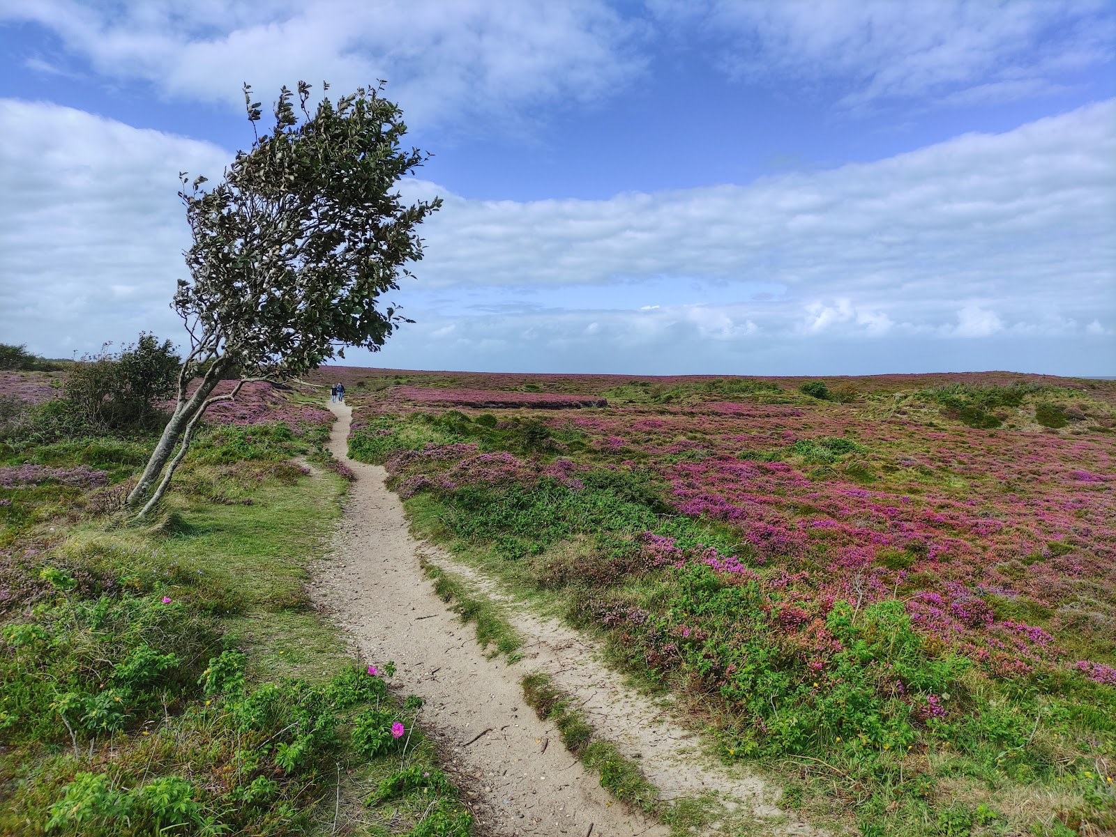 Braderuper Heide / Sylt