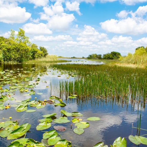 Parque Nacional dos Everglades