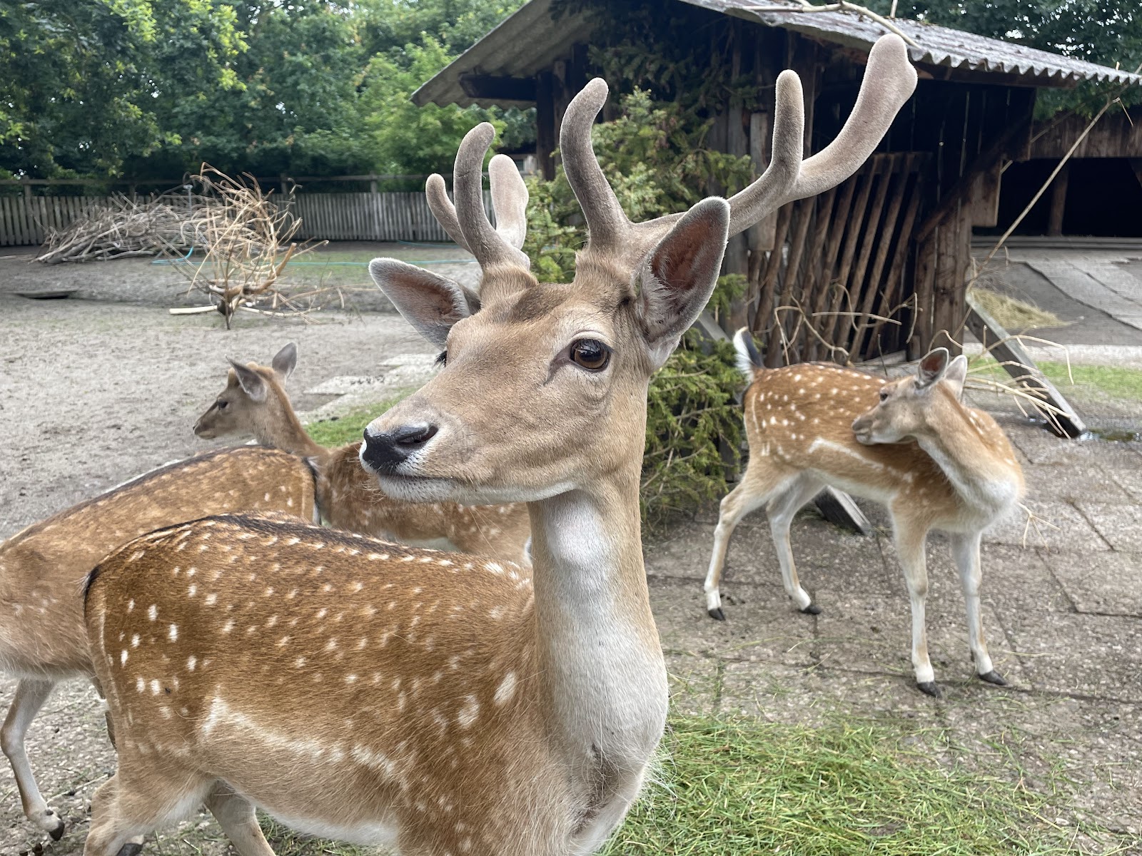 Tinnum Zoo
