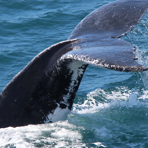 Whale Watching in Gold Coast