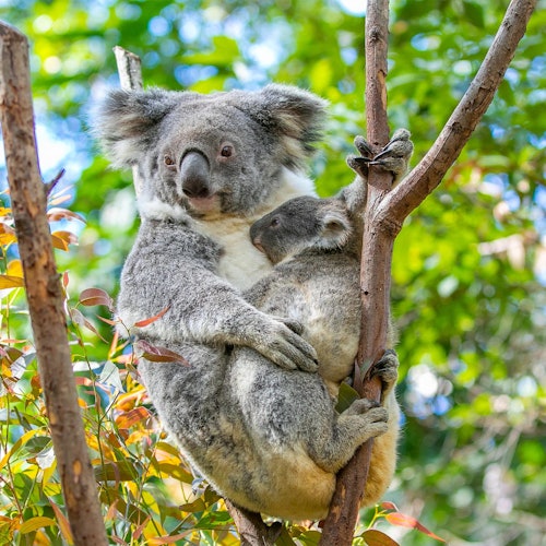 Santuário de Vida Selvagem de Currumbin