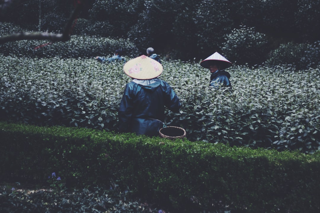 Longjing-Teeplantagen
