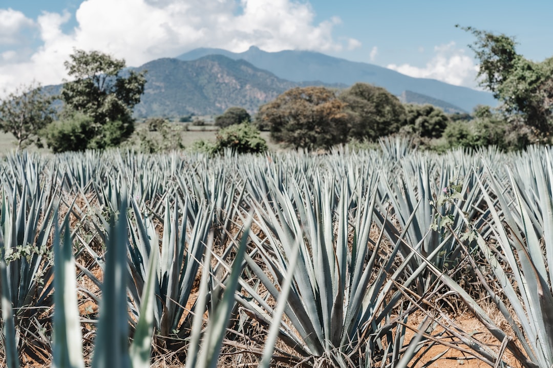 Rota da Tequila