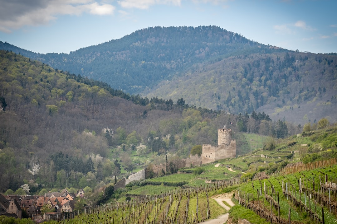 Ruinas del castillo de Kaysersberg