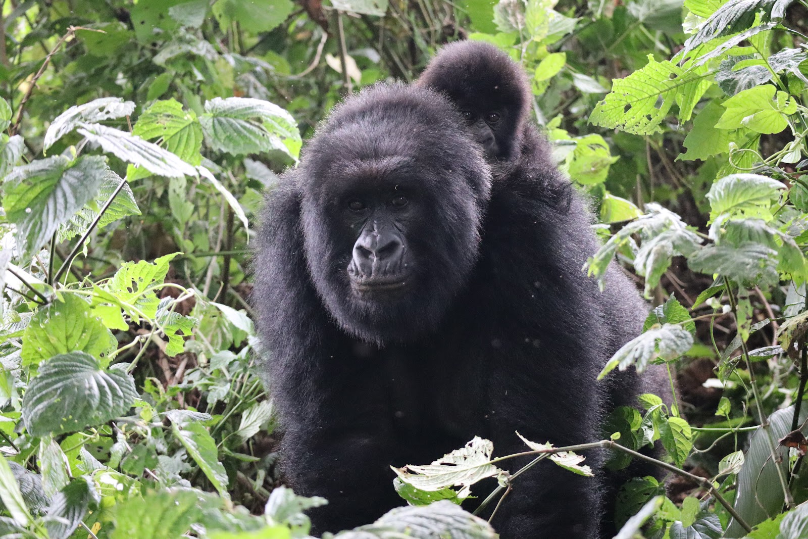 Parque Nacional de Virunga