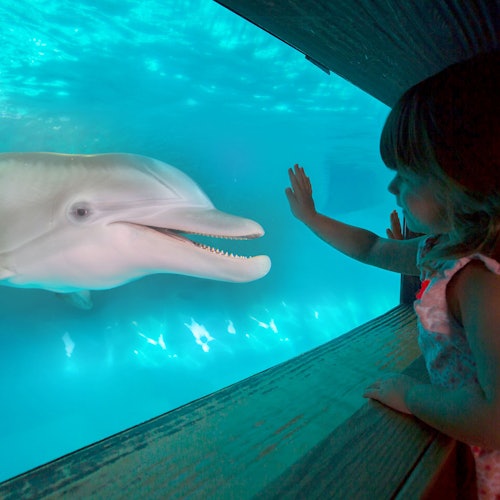 Clearwater Marine Aquarium