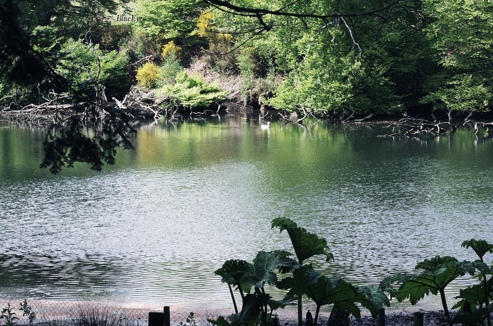 Parc Animalier Saint Martin Montaigu La Brisette