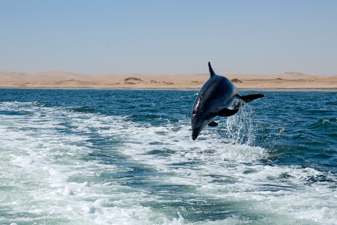 Dolphin Bay