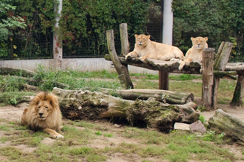 MIEJSKI OGRÓD ZOOLOGICZNY W PLOCKU Sp. z o.o.