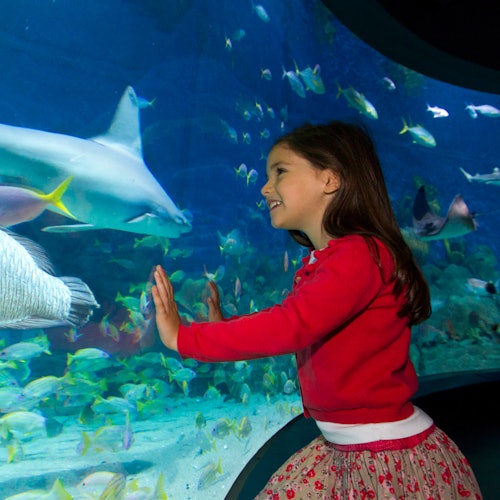 Aquário SEA LIFE Sydney