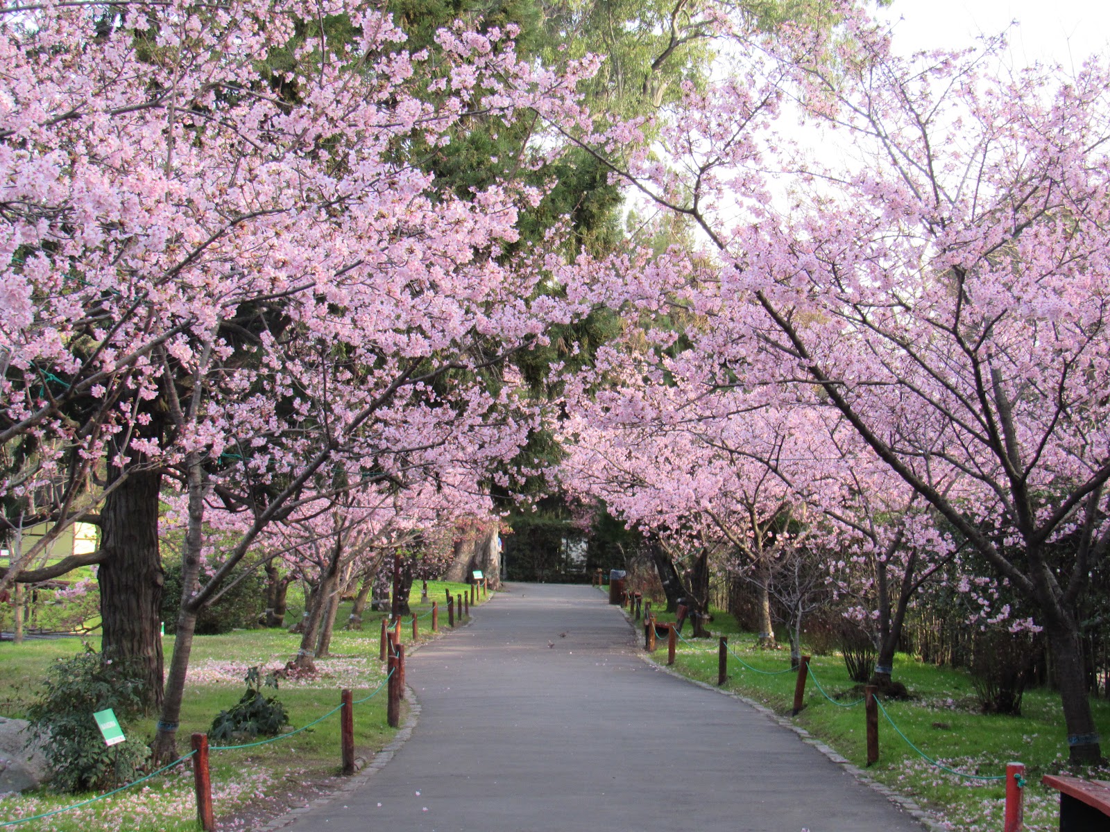 Japanese Garden