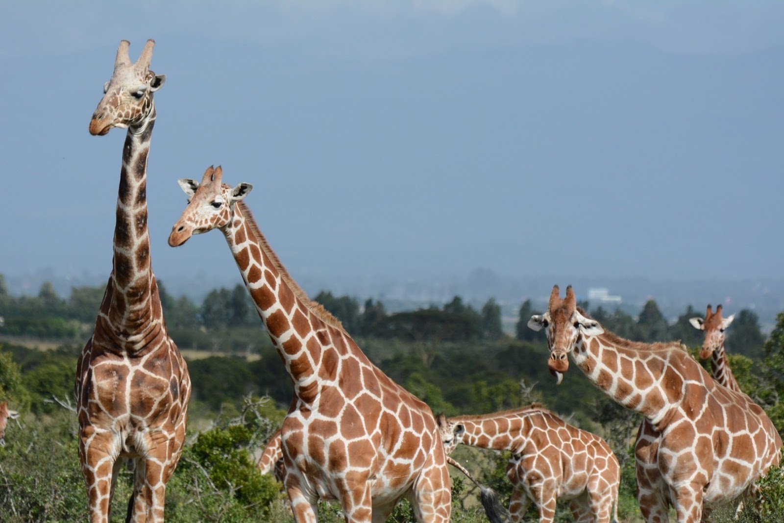 Amboseli
